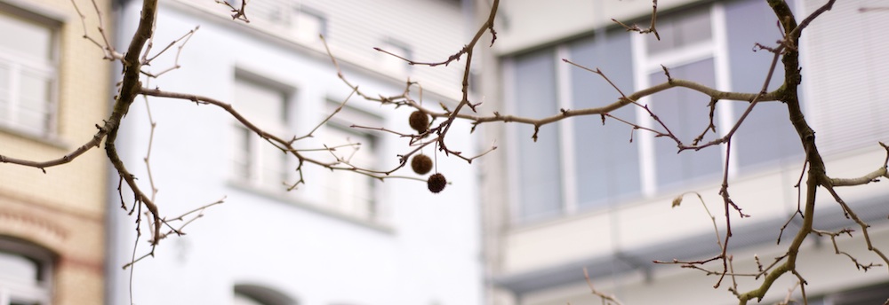 Ein Baum vor der Unitobler